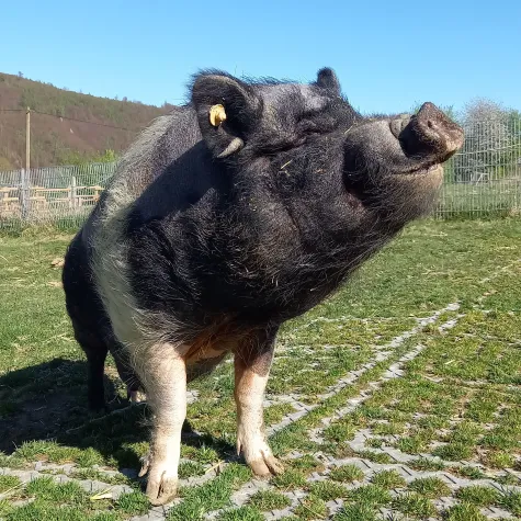 Bild: Finanztest vergleicht Tierpatenschaften: bmt e.V. unter den Spitzenreitern