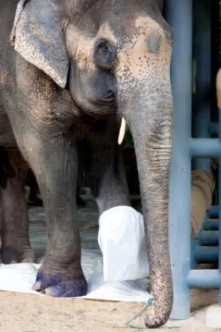 Bild: Intrepid Travel nimmt Elefantenritte aus dem Programm