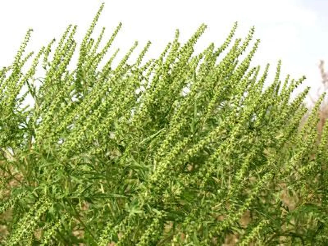 Auch Beifußpollen können schweren Heuschnupfen und Asthma bei Allergikern auslösen. Quelle: ECARF