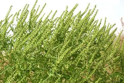 Bild: Achtung: Auch Beifuß ist Gefahr für Pollenallergiker