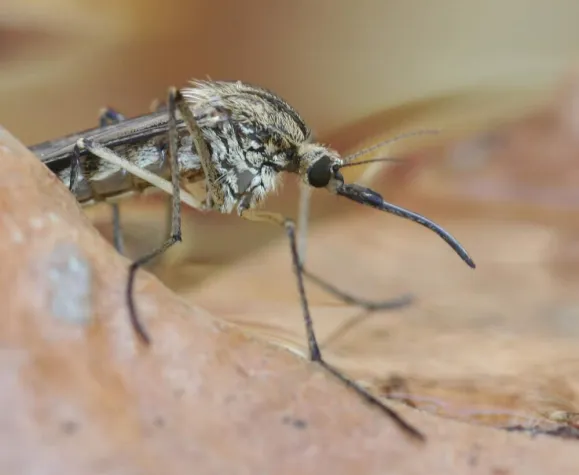 Bild: Ungeziefer in der Wohnung: Die besten Tipps gegen Ameisen, Mäuse & Co.