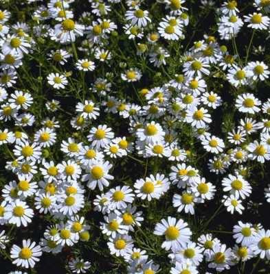 Bild: Die Kamille hat jetzt Hochsaison