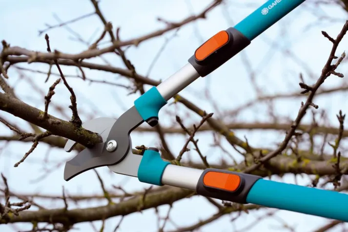 Bild: Jetzt ist Zeit für den Obstbaumschnitt