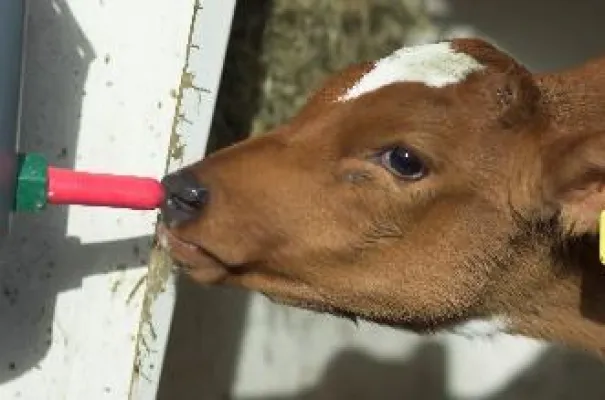 Bild: Bewital: Immun-Start wird zu Immun-K