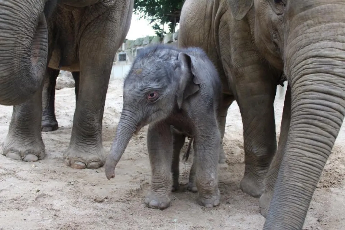 In der Nacht auf Dienstag kam der Elefantenjungbulle im Zoo Osnabrück zur Welt.