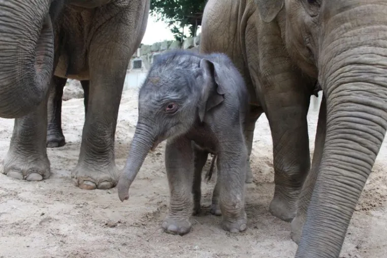 Erste Elefantengeburt im Zoo Osnabrück Bild: Erste Elefantengeburt im Zoo Osnabrück