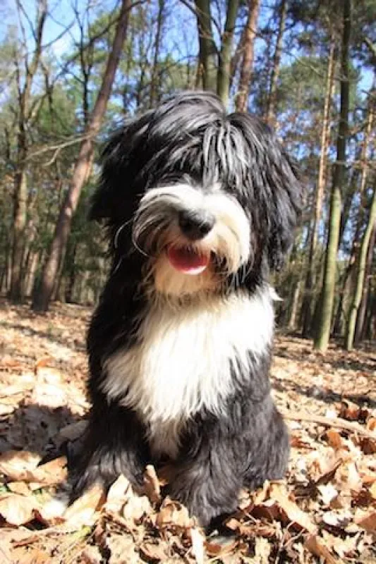 Der Hund braucht seinen Auslauf. Im Notfall hilft www.hundebetreuer-in.de aus Berlin Tegel