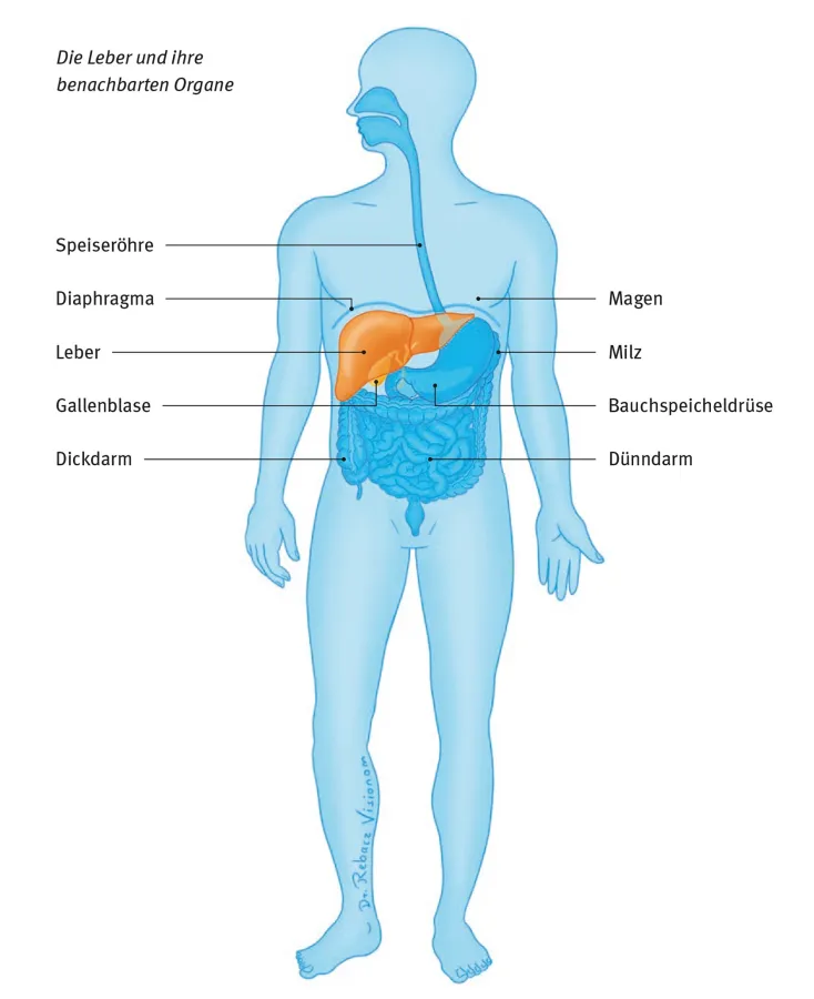  (© Deutsche Krebshilfe)