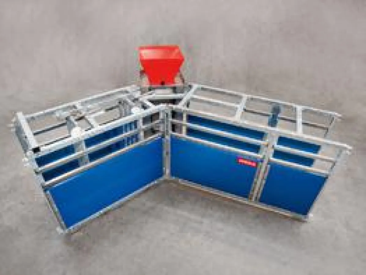 In der WEDA-Anlernstation gehen Sauen durch den schmalen Gang