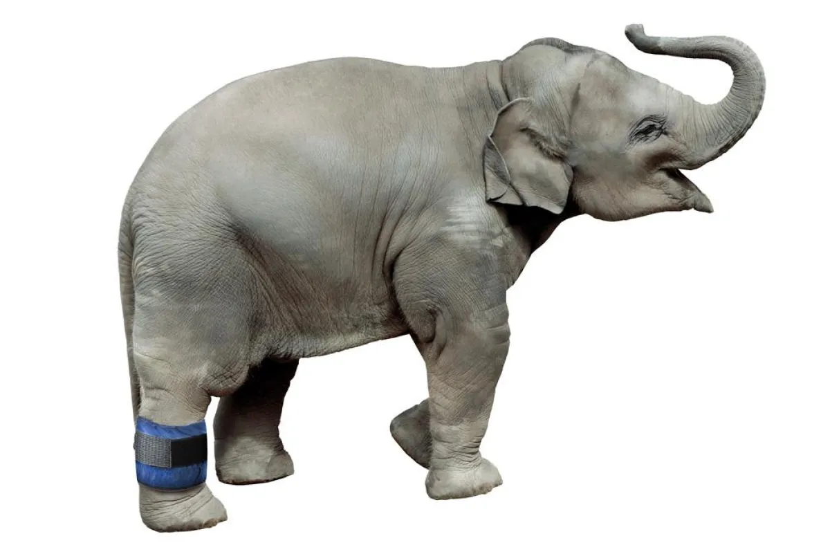 Überzeugend von A bis XXXL - Blutsperremanschetten von ulrich medical