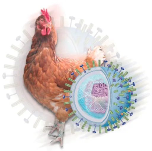 Panik vs. Sachlichkeit - Informationsseite zur Vogelgrippe geht online Bild: Panik vs. Sachlichkeit - Informationsseite zur Vogelgrippe geht online