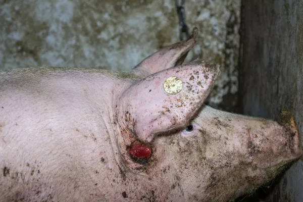 Bild: Tierquälerei in 7 Westfleisch Zulieferbetrieben aufgedeckt - einer davon ist in Beckum-Neubeckum