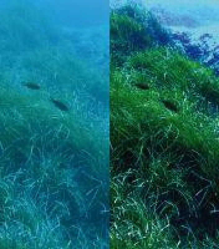 Forscher des Fraunhofer IGD machen Unterwasseraufnahmen für industrielle Anwendungen besser nutzbar. (Bildrechte: Fraunhofer IGD)