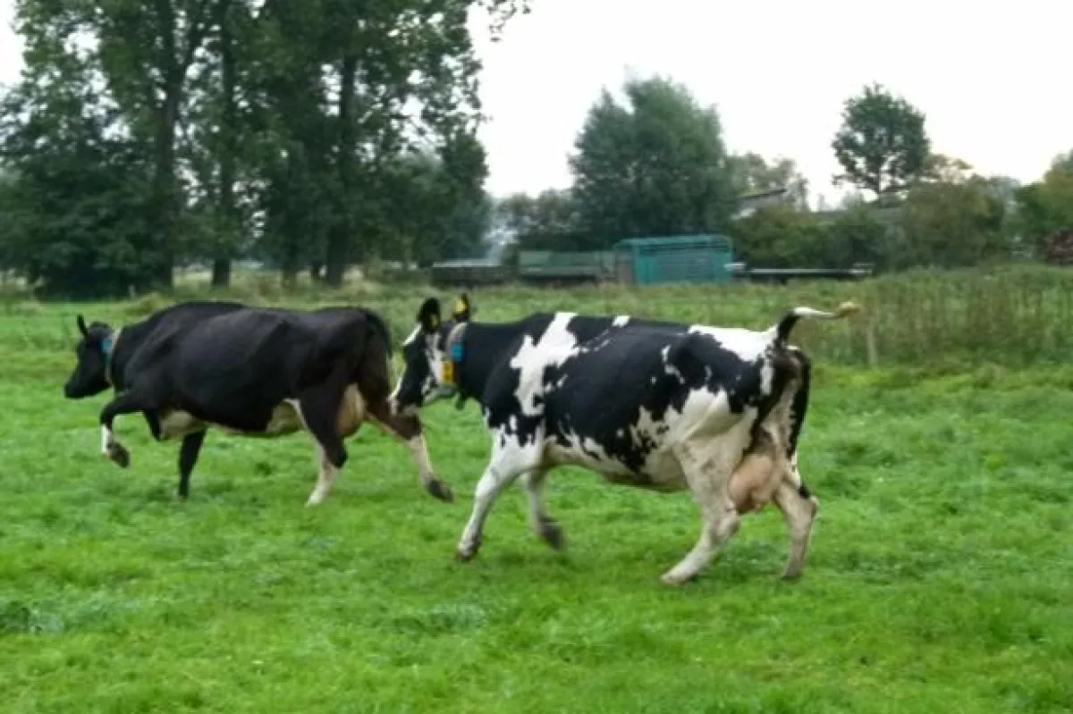 Diese Rinder freuen sich wie 90 weitere der Milchviehherde, dass sie im Sommer auf die Weide dürfen.