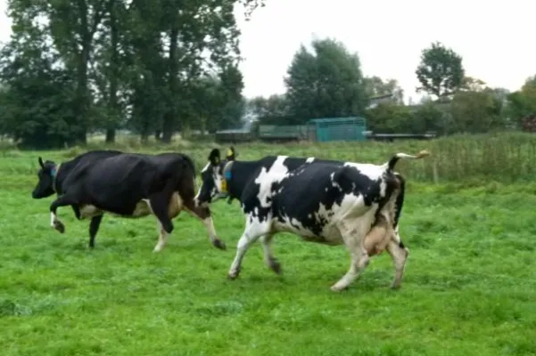 Bild: Auch Milchkühe gehören auf die Weide