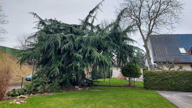 Bild: Bäume schnell und fachgerecht durch Baumpflege Kasper beschneiden lassen