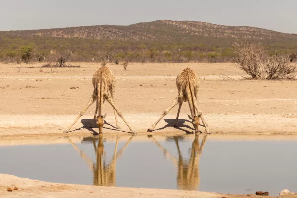 Bild: Abenteuer und Artenschutz: Mit Natural Selection zum Schutz der Giraffen auf Safari 