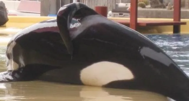 Bild: Tod eines Orcawals in Sea World - Walschützer fordern Stopp sämtlicher Shows