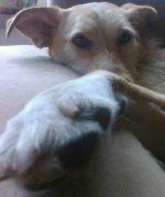 Bild: Superpodilitohundikategorisch