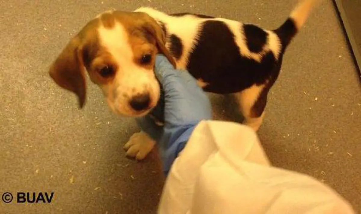 Hundewelpe im Tierversuchslabor