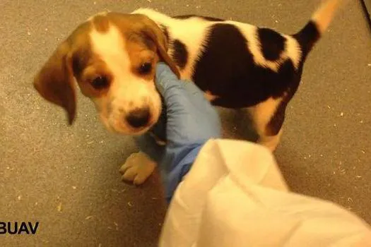 Bild: Hunde- und Katzenwelpen zu Tode experimentiert