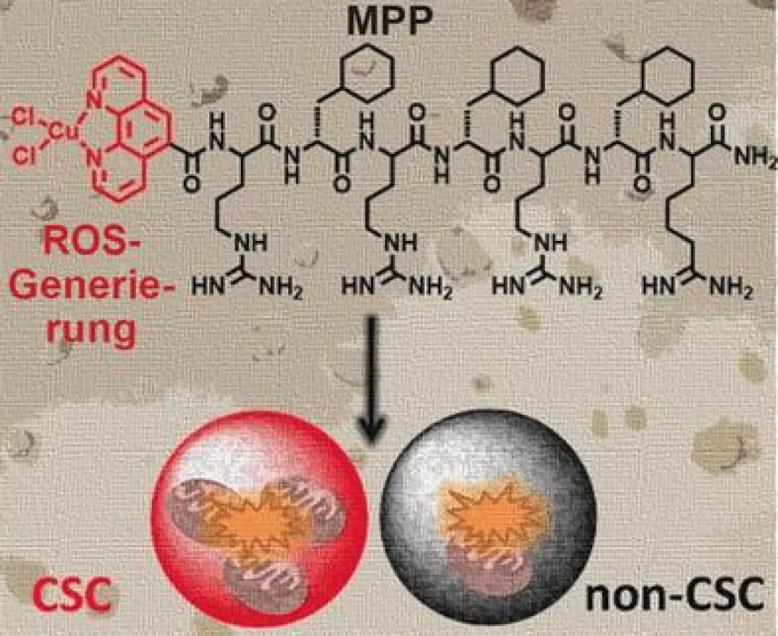 Neues Metallopeptid leitet programmierten Zelltod bei Brustkrebs-Stammzellen ein. ((c) Wiley-VCH)
