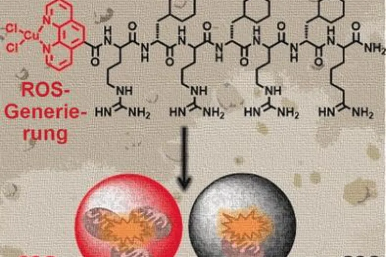 Bild: Mitochondrien von Krebszellen im Visier
