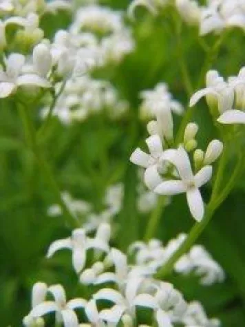 Bild: Waldmeister – der grüne Teufel