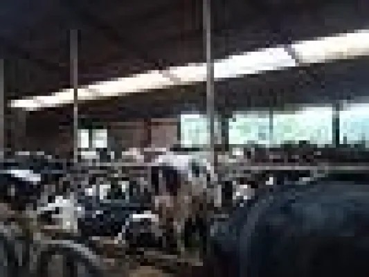 Bild: Vom Kalb zur Milchkuh – vom Kalb in die Mast