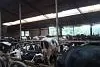 Vom Kalb zur Milchkuh – vom Kalb in die Mast Bild: Vom Kalb zur Milchkuh – vom Kalb in die Mast