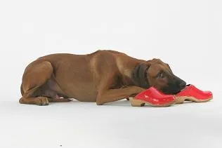 Bild: coach-dogs-Training ab sofort online