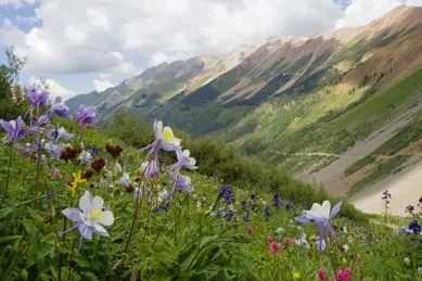 Bild: Blumige Aussichten – Sechs Tipps für Ausflüge durch Colorados Wildblumenpracht