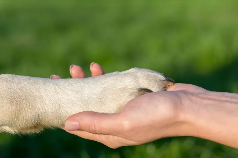 Notfälle im Tierheim: FFTIN Tierheimsponsoring zeigt, wie Futtermittel in Krisen schnell Unterstützung bieten Bild: Notfälle im Tierheim: FFTIN Tierheimsponsoring zeigt, wie Futtermittel in Krisen schnell Unterstützung bieten