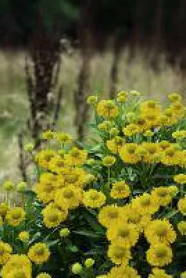 Sonnenbraut 'Weideknöpfchen' lockt Bienen in den Sommergarten Bild: Sonnenbraut 'Weideknöpfchen' lockt Bienen in den Sommergarten