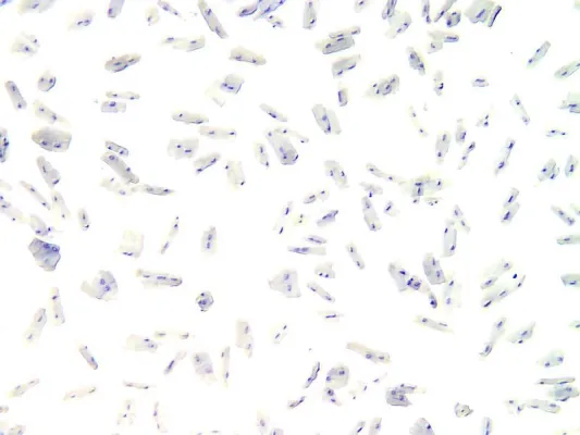 Bild: MDC bekommt Förderung für Mitarbeit am „Human Cell Atlas“