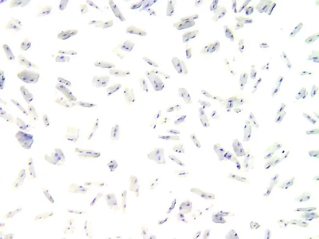 Bild: MDC bekommt Förderung für Mitarbeit am „Human Cell Atlas“