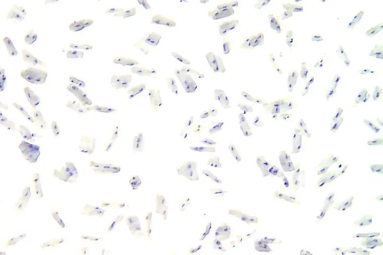 Bild: MDC bekommt Förderung für Mitarbeit am „Human Cell Atlas“