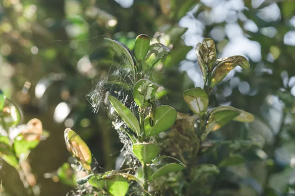 Bild: Buxit bietet GaLa-Bauern maßgeschneiderte Lösungen zur effektiven Bekämpfung des Buchsbaumzünslers