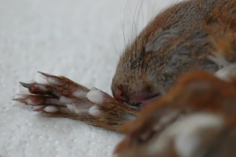 Bild: Neues Pockenvirus bedroht junge Eichhörnchen