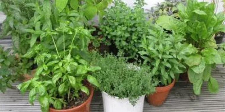 Bild: MasterCuisine gesund: Kochen mit Kräutern