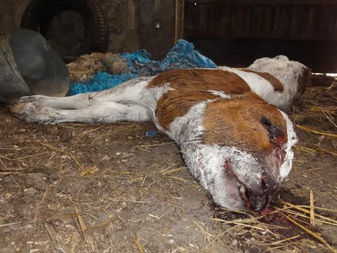 Bild: Grausame Tierquälerei bei Milchproduzent für Humana Milchunion