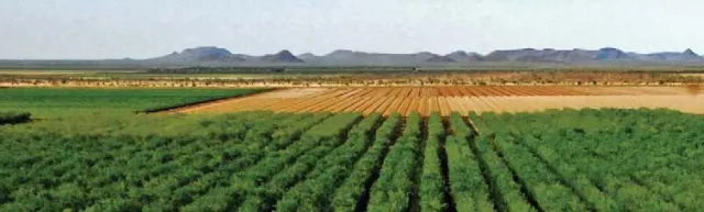 Prime-Status im Nachhaltigkeits-Rating: TFS punktet mit ganzheitlichem Sandelholz-Geschäft Bild: Prime-Status im Nachhaltigkeits-Rating: TFS punktet mit ganzheitlichem Sandelholz-Geschäft