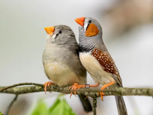 Bild: Vertrautheit beeinflusst die Kommunikation von Zebrafinken