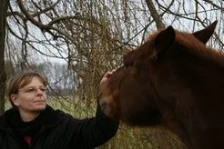 Bild: Spezielle ethologische Beratungsdienstleistung für gewerbliche und private Pferdehaltungen