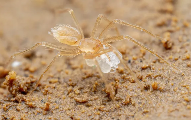 Blaubein, Buntbein und Höhlenzwerg: Neun neue Spinnenarten entdeckt Bild: Blaubein, Buntbein und Höhlenzwerg: Neun neue Spinnenarten entdeckt