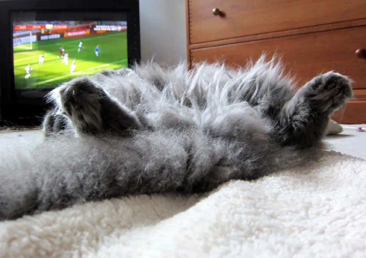 Nicht jeden hat das WM-Fieber gepackt - für diese Katze beginnt das Spiel erst beim Halbzeitpfiff