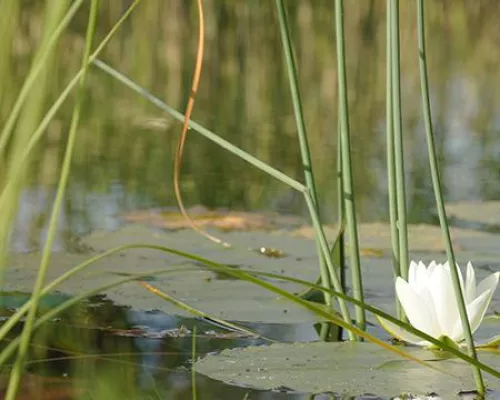 Klares Wasser im Garten-, Fisch- oder Schwimmteich: Natürliche Teichpflege mit der Hilfe von Kompostextrakt. Bild: Klares Wasser im Garten-, Fisch- oder Schwimmteich: Natürliche Teichpflege mit der Hilfe von Kompostextrakt.