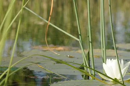 Bild: Klares Wasser im Garten-, Fisch- oder Schwimmteich: Natürliche Teichpflege mit der Hilfe von Kompostextrakt.