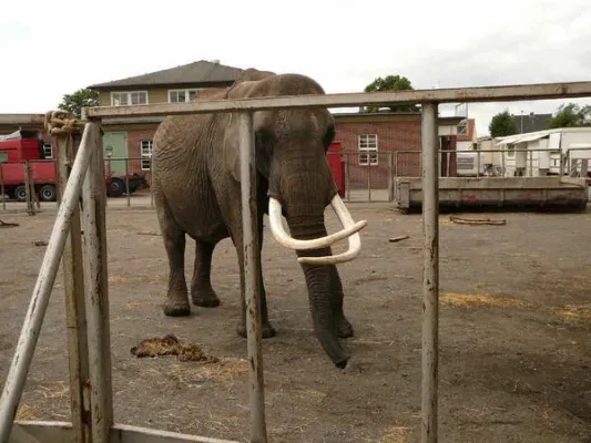 Bild: Erneut kommt die Hilfe für einen Elefanten im Zirkus zu spät - Zirkuselefant stirbt hinter den Kulissen