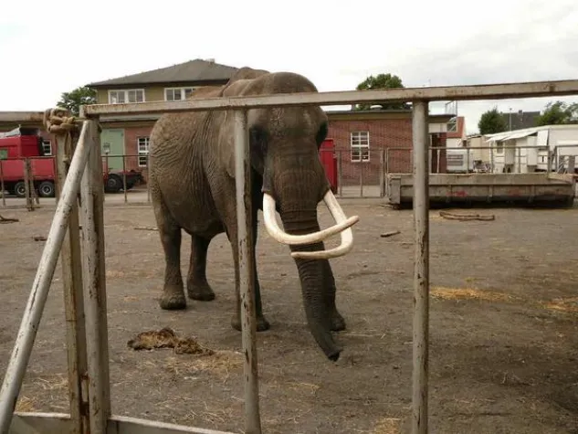 Erneut kommt die Hilfe für einen Elefanten im Zirkus zu spät - Zirkuselefant stirbt hinter den Kulissen Bild: Erneut kommt die Hilfe für einen Elefanten im Zirkus zu spät - Zirkuselefant stirbt hinter den Kulissen
